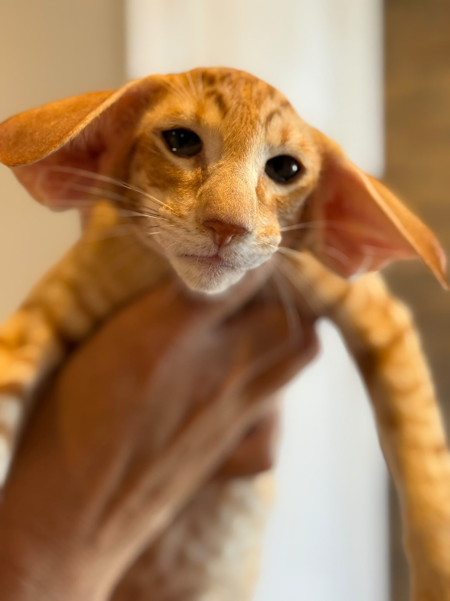 Oriental Express — Siamese e Orientale
